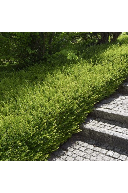 Lonicera nitida Elegant полив